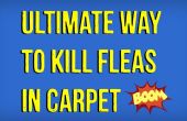 Wie man Flöhe im Teppich natürlich töten