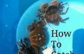 Wie man Krabben fangen