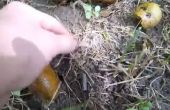 Fangen Würmer mit Walnüssen (Video)