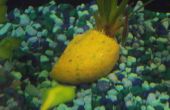 Hausgemachte Fischfutter Gel