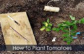 Tomatenpflanzen - Pflanzen binden und wachsenden Führer