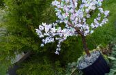 DIY-Sakura - Cherry Blossom Baum mit Papier (mit Video)