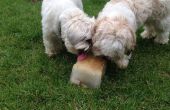 Sommer-Leckerbissen für Hunde, Beat the Heat! 