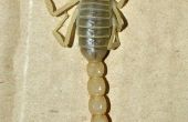 Trocken-Montage einen Skorpion