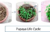 Papaya aus Samen wachsen