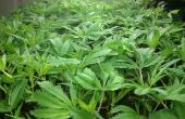 Klonen: Ihre Cannabis-Pflanzen Vermehrung