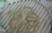 Gurken: aus einem Samen in ein Glas. 