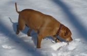 Hide and Seek Hund behandelt im Schnee! 