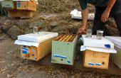Wie man ein Honigbienenvolk Kern (und verhindern, dass etablierte Nesselsucht schwärmen)