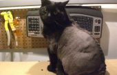 Wie man eine Katze rasieren