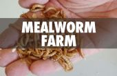 Mehlwurm Farm
