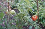 Wachsen Tomaten aus Samen