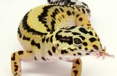 Gewusst wie: Leopardgeckos züchten