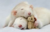 Herzlicher für Ihr Haustier Ratte