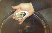 Technik d'ouverture des huîtres / Technik der Öffnung von Austern