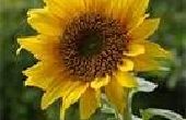 Gewusst wie: Sonnenblumen von Lebewesen zu schützen