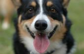 Arduino kontrolliert Hund Essen/Futterspender