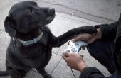 Game-Controller Hundeleine