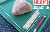 Herz-Dissektion