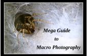 Mega-Leitfaden für die Makrofotografie