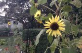 Gewusst wie: ornamentale Sonnenblume-Samen ernten