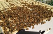 Bienenstock/Install ein Bienenvolk aus einem Paket