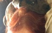 Farbe mit Henna - ein Hund und Green Living genehmigt Instructable