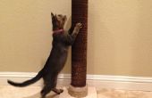 Katze Scratcher Turm