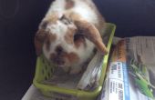 Kaninchen Pflege Info