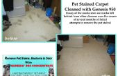 Haustier Flecken & Gerüche aus Teppich entfernen