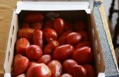 Eiskalte Sommer Tomaten Ernte