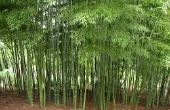 Nur Sie verhindern, Lanslides und Überschwemmungen dass können: Verklumpung Bambus Pflanze! 