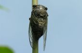 Gewusst wie: Cicada Essen. Bereiten Sie sich für große Hungersnot! 