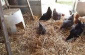 Maximieren Sie Chicken Coop Raum für mehr Hühner