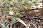 Wie zu entfernen Ziege Kopf Caltrop Punktion Liane (Tribulus Terrestris)