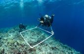 Laser-Quadrat für Korallenriff Mapping