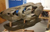 Machen einen T-Rex-Schädel von Grund auf neu