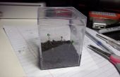 Kleine Pflanze Terrarium