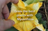 Dünger, Hosentasche, die Welt zu retten und gesündere Pflanzen mithilfe von Mykorrhiza abrufen