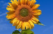 Gewusst wie: speichern Sie Ihre Sonnenblumen von Critters für weniger als $2