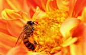 Propolis für Sie, Bee Antibotics