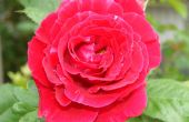 Eine Rose in meinem Vorgarten