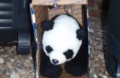 Wie man einen Panda zu fangen