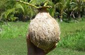 Schale einer Kokosnuss; Kokosmilch machen