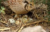 Organisch hob Coturnix Wachteleier broody und sitzen.  Codorniz Cubriendo Sus Óvulos Caille Couve