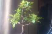 Ein Bonsai-Baum ab
