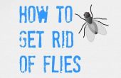 ULTIMATIVE Tipps, wie man Get Rid of Flies (innen und außen)
