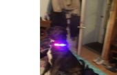 Blinkende LED Hundehalsband Sicherheit! 