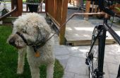 Eine kostengünstige und sichere Fahrrad-Doggy Walker