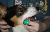 Wie Sie Ihrem Hund die Zähne putzen